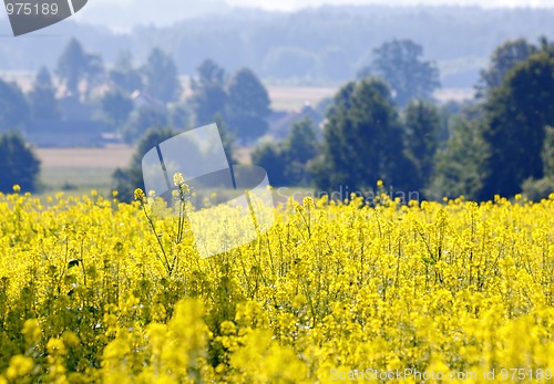 Image of Rape field