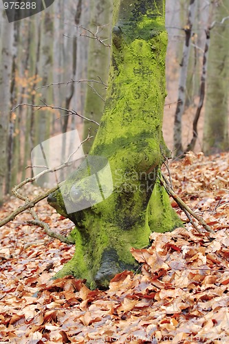 Image of Old fantasy tree trunk covered by algae