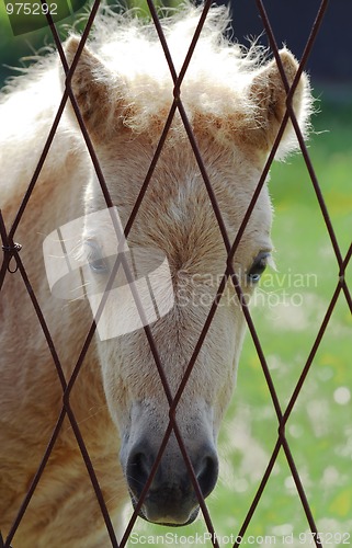 Image of Young sad horse portrait