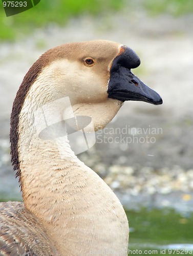 Image of Portrait of a domestic Swan Goose