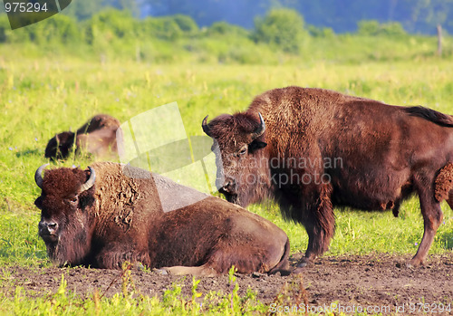 Image of American bisons