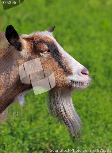 Image of Billy goat portrait