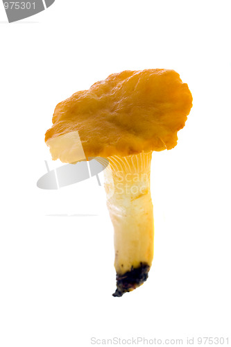 Image of Mushrooms (chanterelle)
