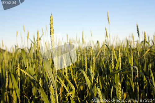 Image of Green wheat