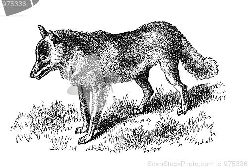 Image of Coyote of the mountains