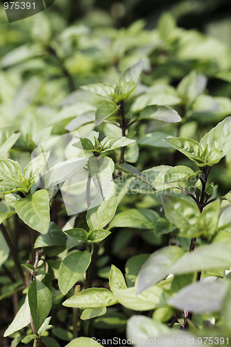 Image of Cinnamon basil