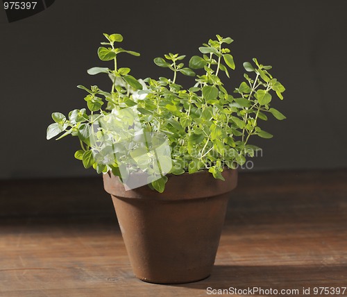 Image of Oregano