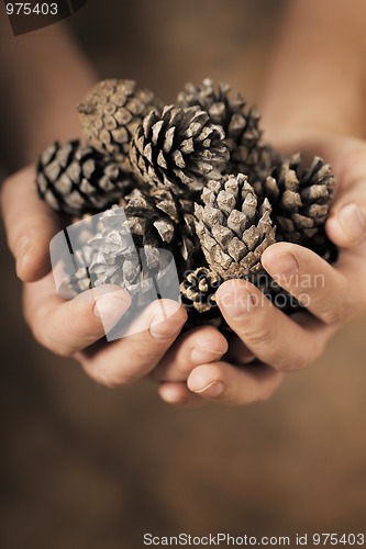 Image of Pine Cones