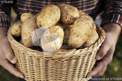 Image of Potato Harvest