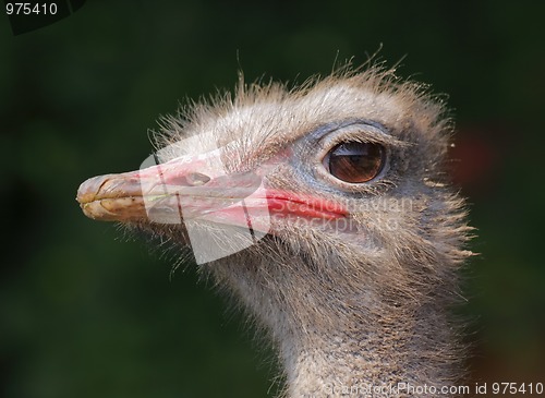 Image of Ostrich portrait