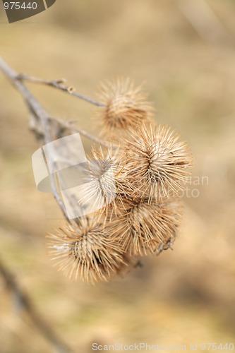 Image of Dry fruits of burdock