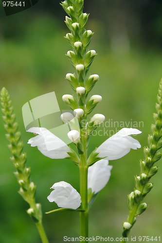 Image of Obedient Plant (Physostegia virginiana) in bloom