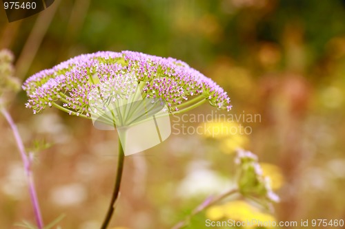 Image of Inflorescence (umbel) of plant from family Umbelliferae