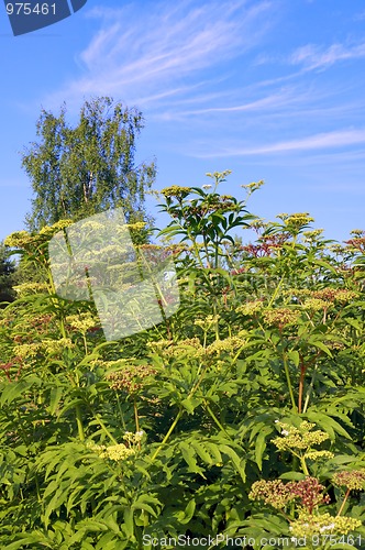 Image of Perennial plants with blue sky and clouds