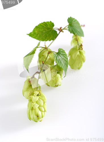 Image of Wild Hop sprout