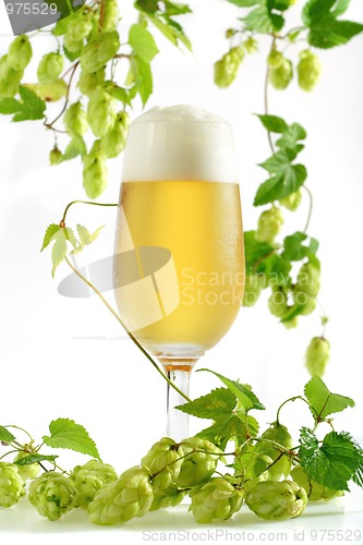 Image of Beer in glass with hop sprouts