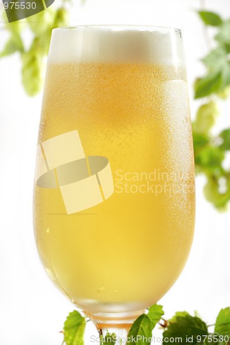 Image of Beer in glass