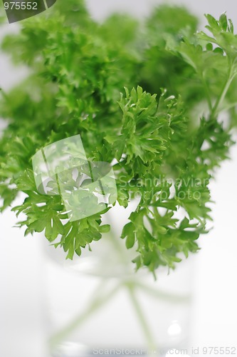 Image of Bunch of the parsley's leaves