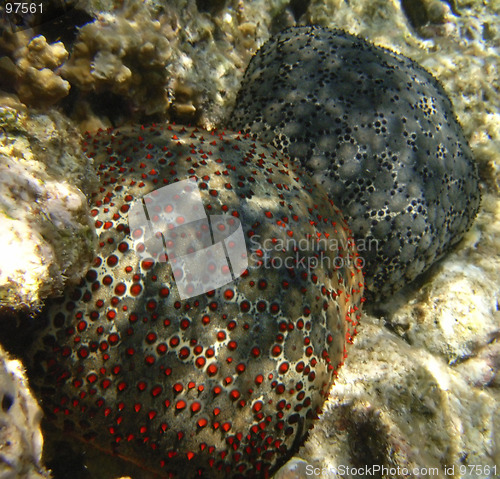 Image of two big starfishes underwater