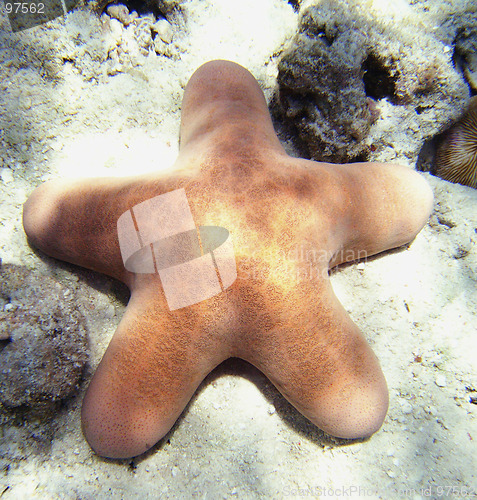 Image of Starfish