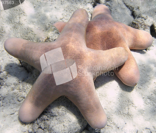 Image of two big starfishes underwater