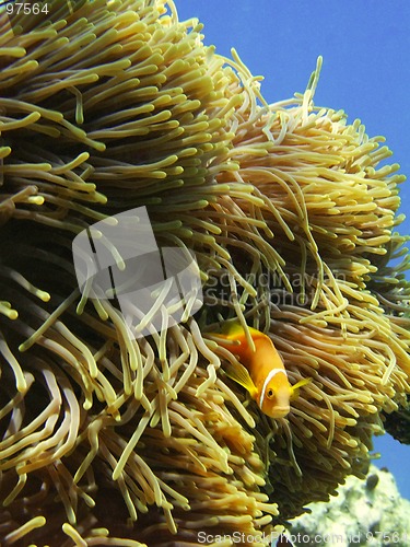 Image of anemona and clown fish