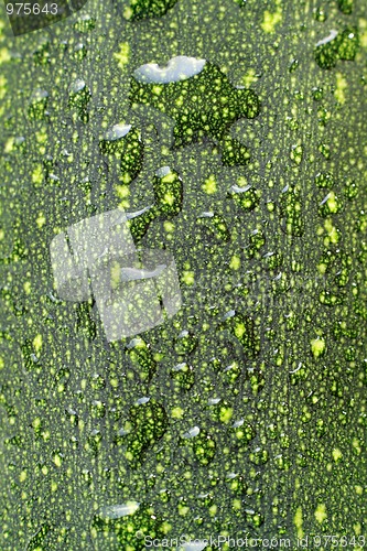 Image of Zucchini peel with water drops