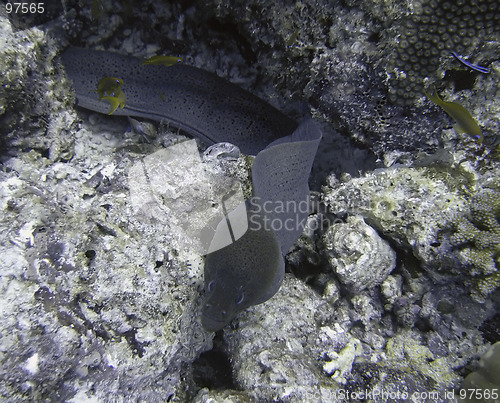 Image of Giant moray eel