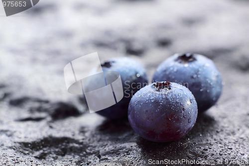 Image of Blueberry (Northern Highbush Blueberry) fruits