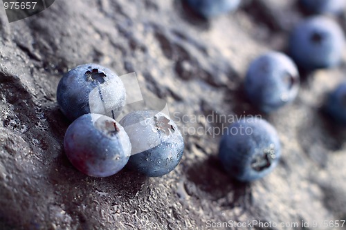 Image of Blueberry (Northern Highbush Blueberry) fruits