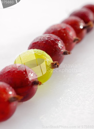 Image of Red and yellow gooseberries in a row