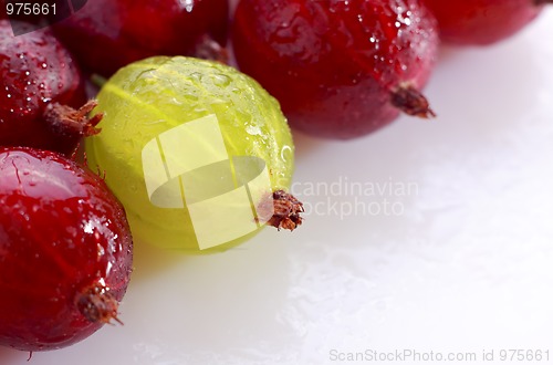 Image of Yellow gooseberry among red gooseberries