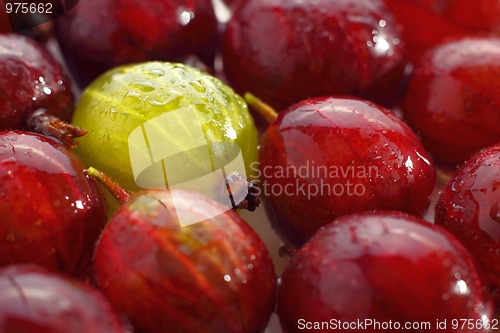Image of Yellow gooseberry among red gooseberries