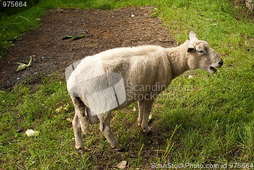 Image of Lonesome sheep