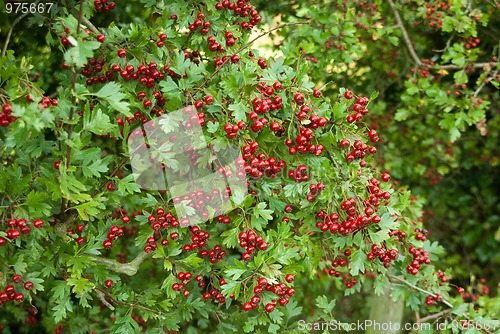 Image of Red Berries