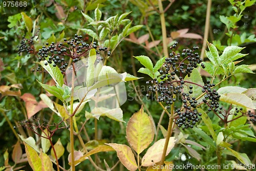 Image of Elderberries