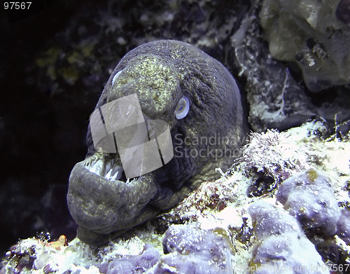 Image of Giant moray eel