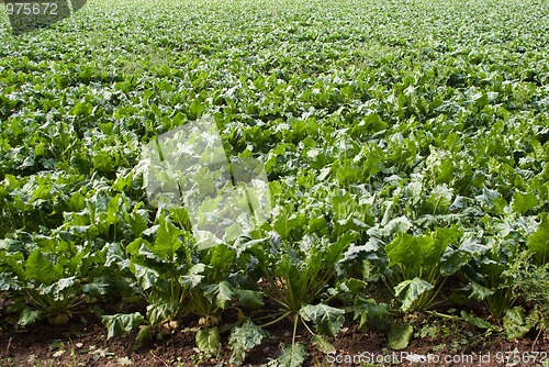 Image of Green Vegetables