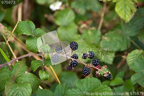 Image of Black Berries