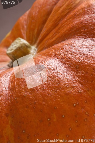 Image of Pumpkin