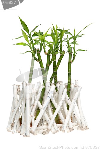 Image of Bamboo