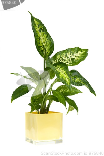 Image of Houseplant