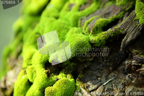 Image of moss
