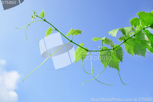 Image of vine leaves and tendrils with blue sky background