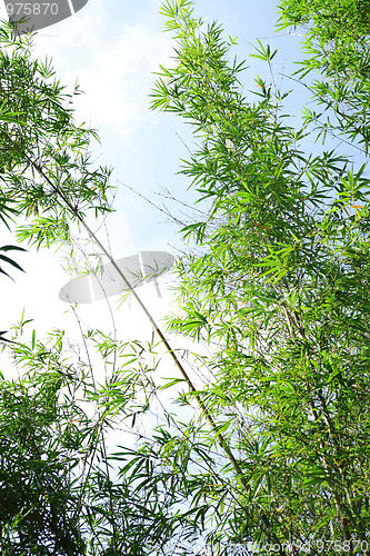 Image of Bamboo forest