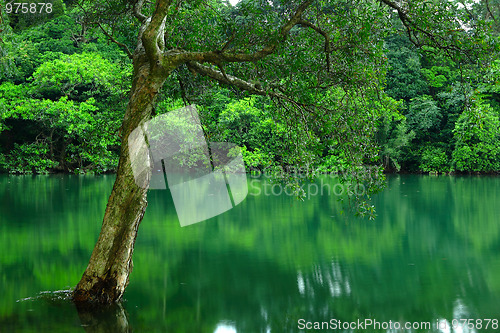 Image of tree on water