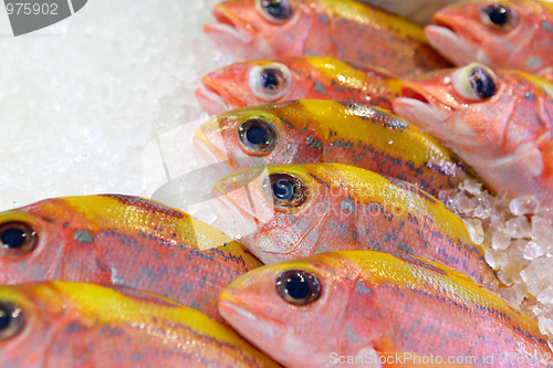 Image of fish for sale in market