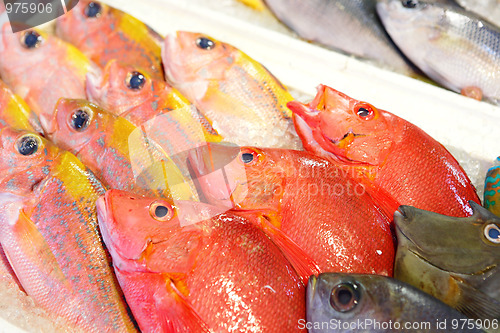 Image of fish for sale