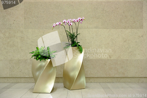 Image of beautiful orchid in lobby
