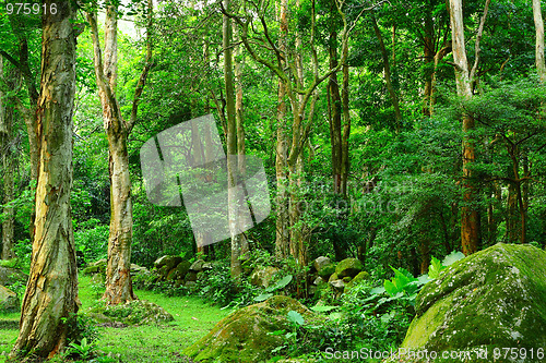 Image of jungle